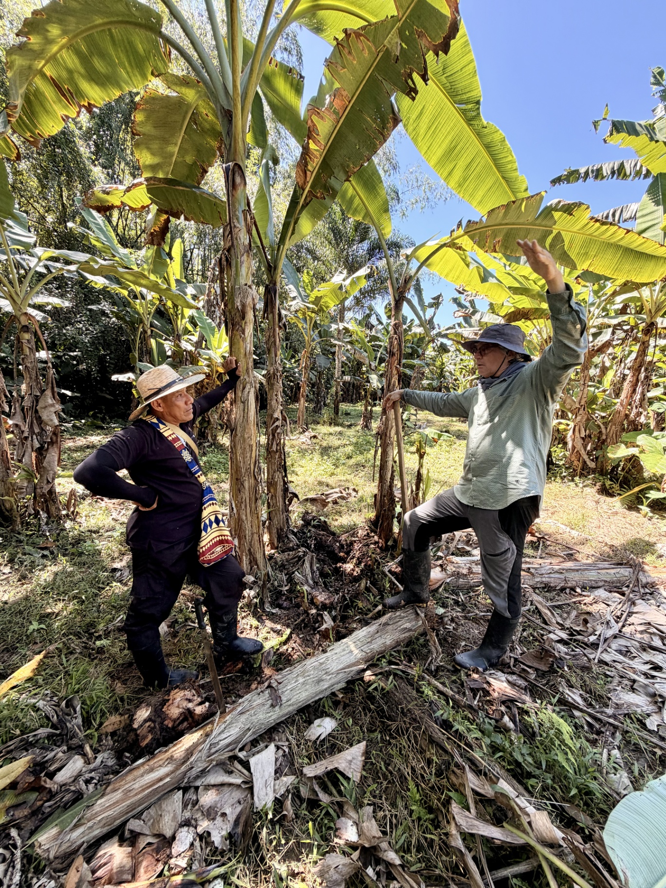 Otoniel, spiritual leader of the Kofán of El Diviso, walking the banana groves with Gunnar, regenerative agriculture expert
