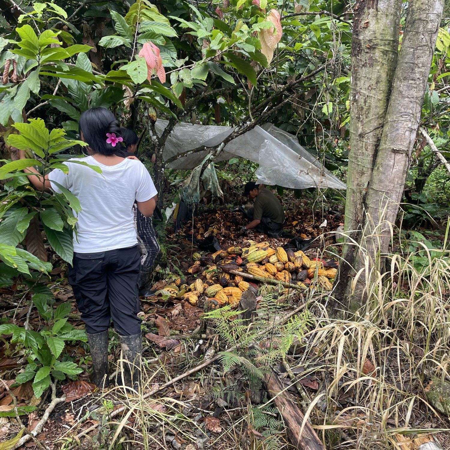Harvesting cacao under the forest canopy at El Diviso