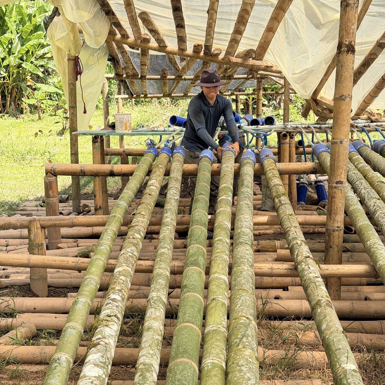 A Kofan crew member treating fresh guadua poles at the curing station in El Diviso