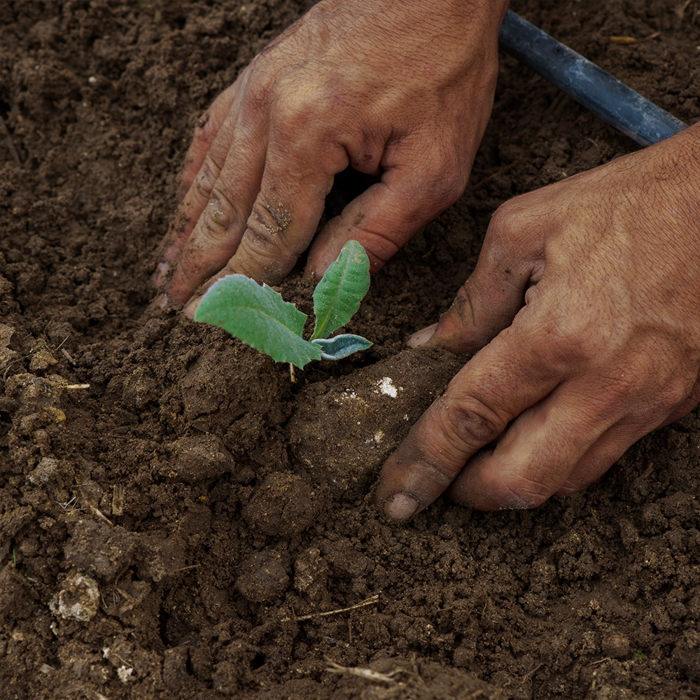 Fresh food grown in El Diviso